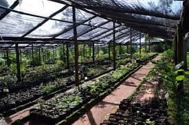 Imágenes de servicio de Vivero 1