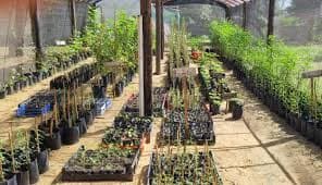 Imágenes de servicio de Vivero 3