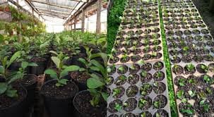 Imágenes de servicio de Vivero 5