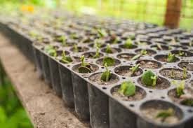 Imágenes de servicio de Vivero 6